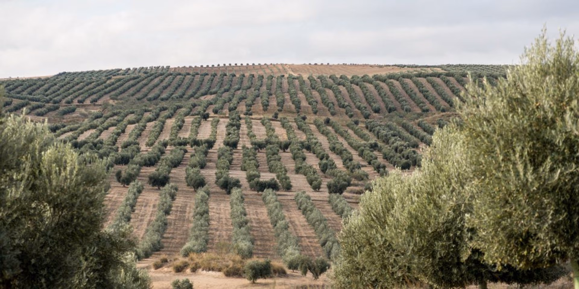 Olivares de la finca El Torrao en La Guardia (Toledo)