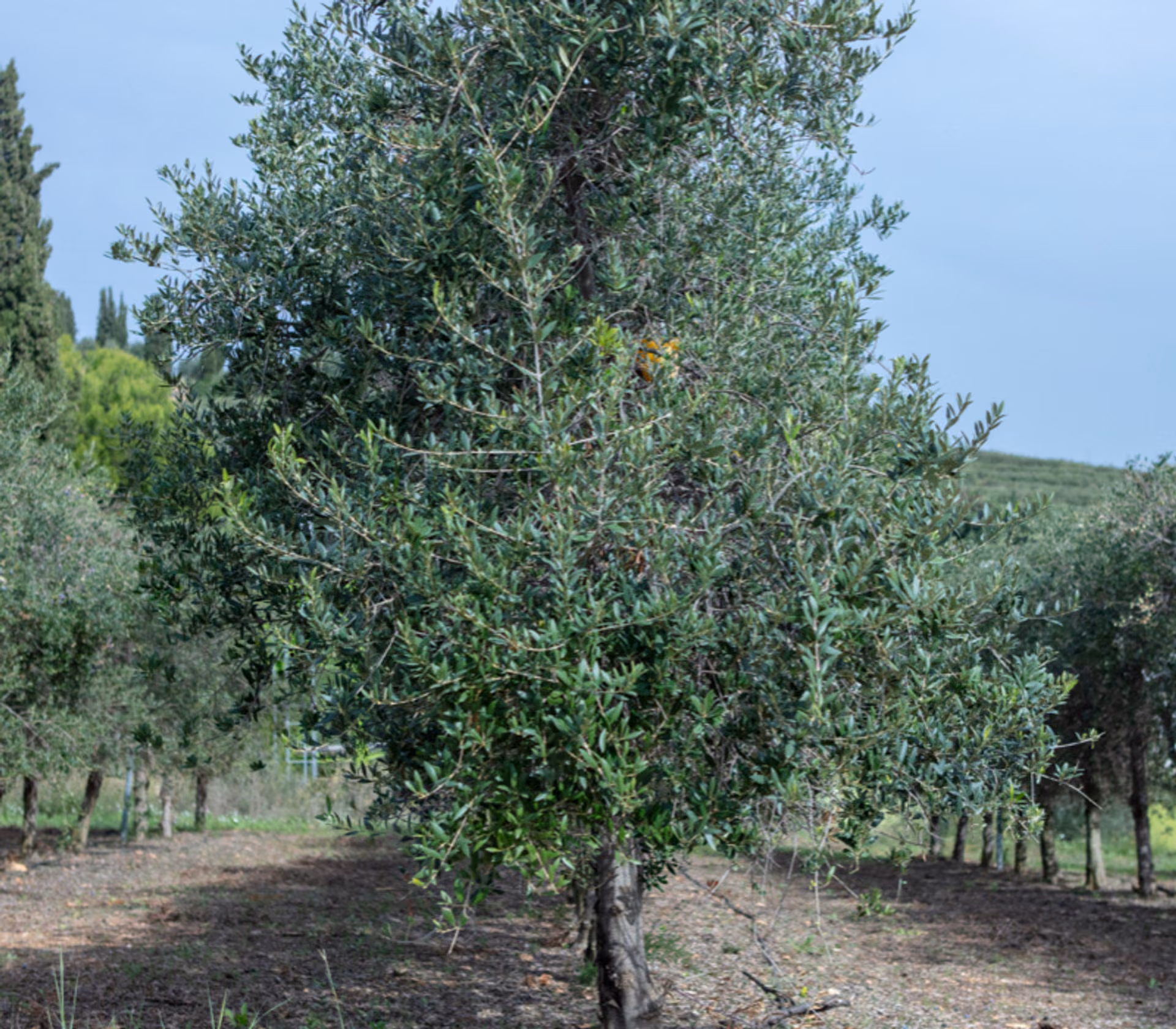 Olivos en las suaves colinas de la finca