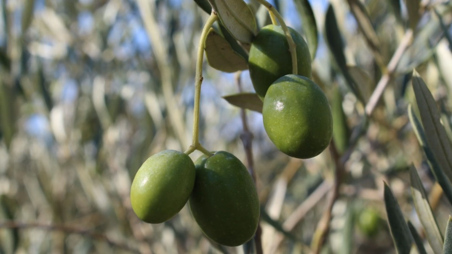 Aceitunas verdes en la rama, antes de la recolección