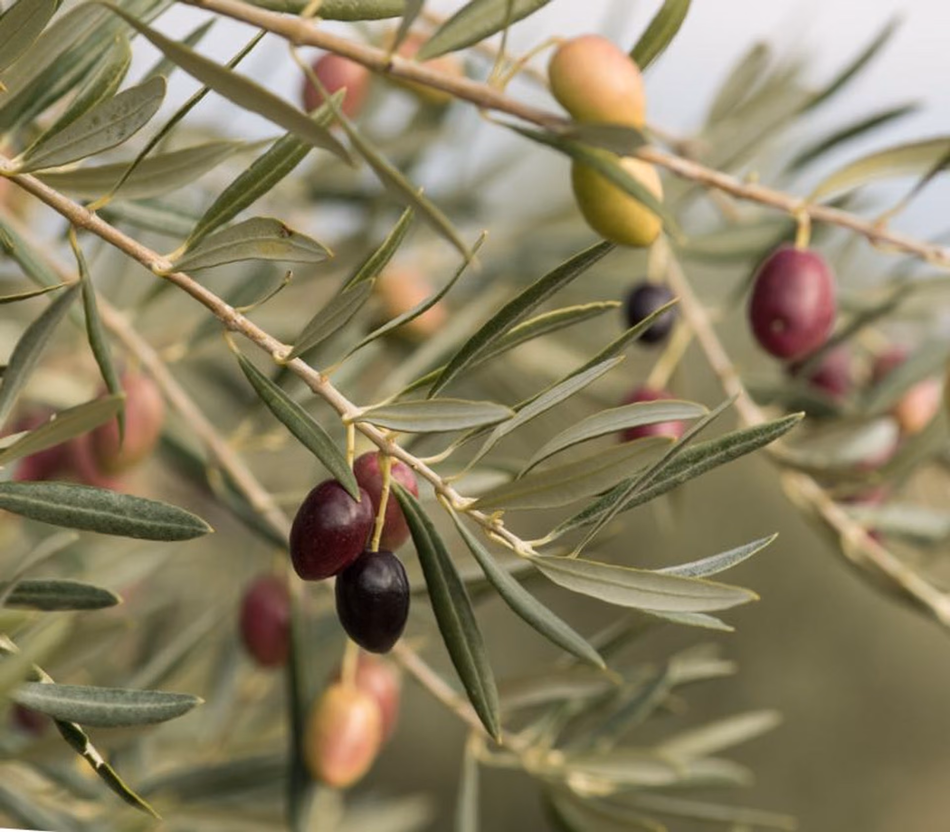 Aceitunas en la rama, en su punto óptimo de maduración